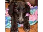 Adopt Nan Naples a Retriever, Collie