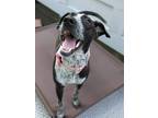 Adopt Birdie a Australian Cattle Dog / Blue Heeler, Mixed Breed