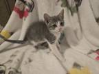 Adopt Brook a Tabby