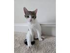 Adopt Luffy a Tabby