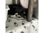 Adopt Jasmine a Domestic Medium Hair
