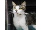 Adopt Stella a Domestic Medium Hair