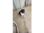Adopt Marley a Pit Bull Terrier, Mixed Breed