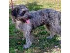 Adopt ZORA a Mixed Breed, Terrier