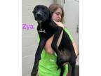 Adopt Zya a Labrador Retriever, Mixed Breed