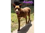 Adopt Pawtsy Cline a Labrador Retriever, Cattle Dog