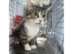 Adopt GCK-Stray-gc440 a Domestic Short Hair
