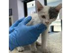 Adopt Tofu a Domestic Short Hair