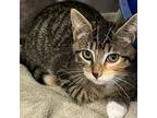 Adopt Mariah a Domestic Short Hair