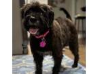 Adopt Buttons a Poodle, Mixed Breed