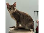 Adopt Dud a Domestic Short Hair