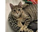 Adopt Cardboard a Domestic Short Hair