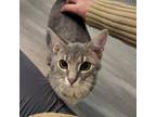 Adopt M80 a Domestic Short Hair