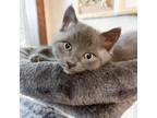 Adopt Bacon a Domestic Short Hair, Russian Blue