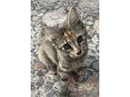 Adopt Aubrey a Domestic Short Hair