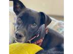 Adopt Maisy a Mixed Breed