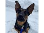 Adopt Calypso a German Shepherd Dog
