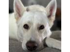 Adopt Ellie Woods a White German Shepherd