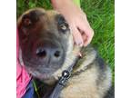 Adopt Trixie a German Shepherd Dog
