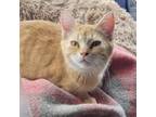 Adopt Taffy a Domestic Short Hair