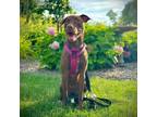 Adopt Elsie a Mixed Breed