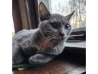 Adopt Persephone a Domestic Short Hair