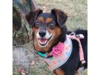 Adopt CeCe a Terrier