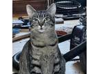 Adopt Atlanta a Domestic Short Hair