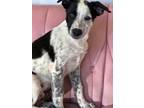 Adopt Torch #7303 a Border Collie, Cattle Dog