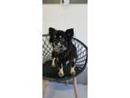 Adopt Goldie a Pomeranian