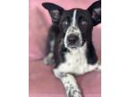 Adopt Judo #7302 a Border Collie, Cattle Dog