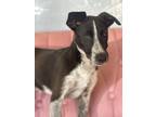 Adopt Dove #7308 a Border Collie, Cattle Dog