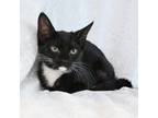 Adopt Mindy a Domestic Short Hair