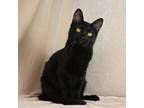 Adopt Tamago a Domestic Short Hair