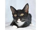 Adopt Gigi a Domestic Short Hair