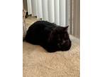 Adopt Spyder 2024 a Domestic Short Hair