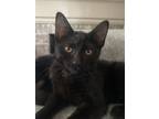 Adopt Becky LoLo a Domestic Short Hair