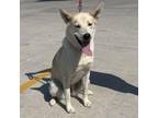 Adopt Honey a Husky, Shepherd