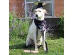 Adopt ROBIN- GRADUATED Paws-In-Prison training program. a Yellow Labrador