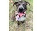 Adopt Penny a Schnauzer, Terrier
