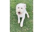 Adopt Mila a Labrador Retriever