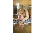 Adopt Stella 4 (Malts) a Pit Bull Terrier