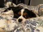 Adopt Twila a Cavalier King Charles Spaniel