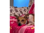 Adopt Bessie a Australian Cattle Dog / Blue Heeler, Shepherd