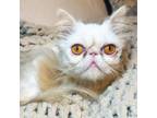 Adopt Syrax a Persian, Domestic Short Hair