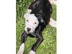 Adopt Mamba a Pit Bull Terrier