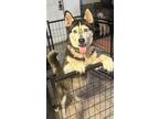 Adopt Dakota a Siberian Husky