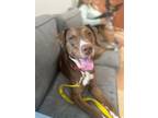 Adopt Gia a Australian Kelpie