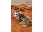 Adopt Satin a Domestic Short Hair