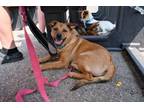 Adopt Crimson a Mixed Breed
